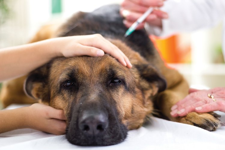 Zdjęcie Wszystko na temat szczepień psa, o których powinien wiedzieć właściciel! #1