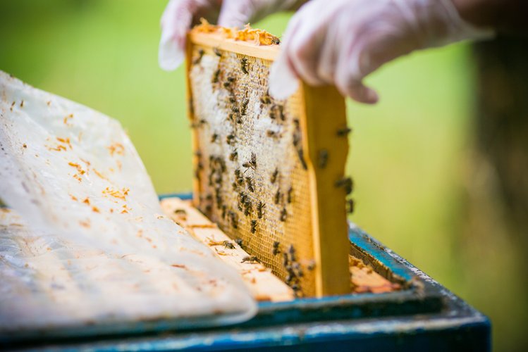 Zdjęcie W Rzeszowie otruto 2,5 mln pszczół z jednej pasieki! Trwa dochodzenie #1