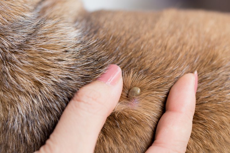Zdjęcie Twój pies ma kleszcze? Dowiedz się, jak bezpiecznie je usunąć #2