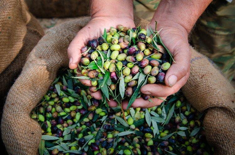 Zdjęcie Jak kupić dobrą oliwę?  Najważniejsze informacje o jej zastosowaniu i przechowywaniu! #2