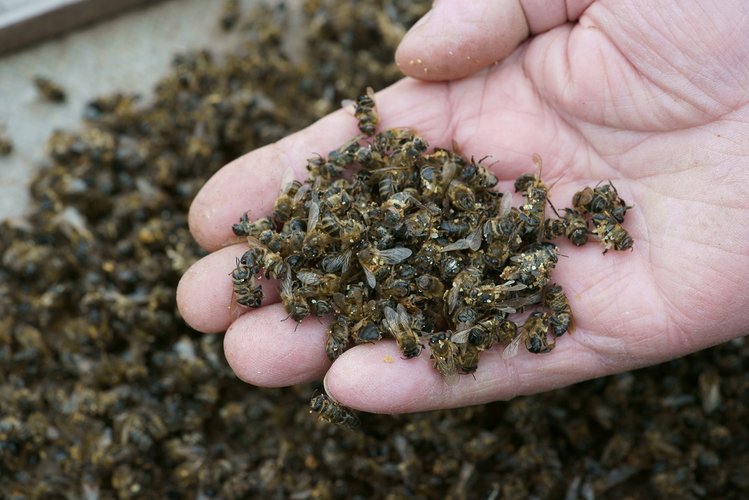 Zdjęcie W Rzeszowie otruto 2,5 mln pszczół z jednej pasieki! Trwa dochodzenie #2