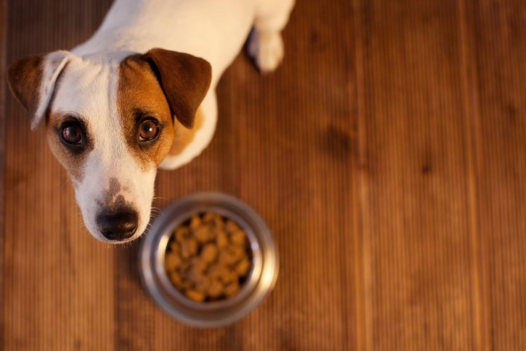 Zdjęcie Jak często i czym karmisz swojego psa? Poznaj kilka ważnych wskazówek #2