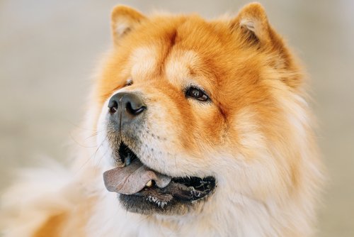Zdjęcie Poznaj listę 8 najbardziej „nieposłusznych” ras psów #6