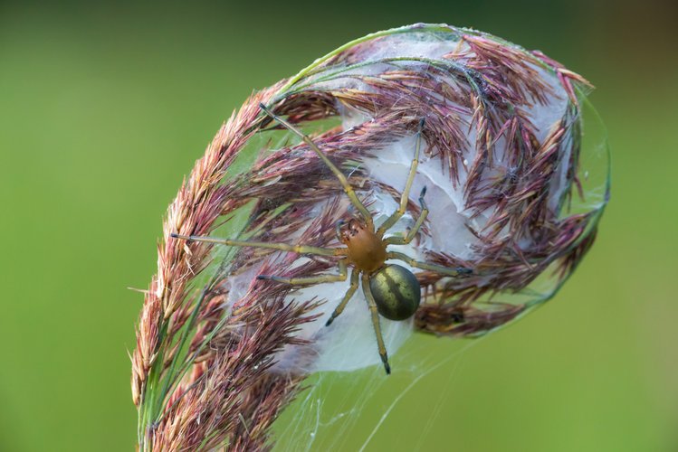 Zdjęcie Najbardziej jadowity pająk w Polsce. Kolczak zbrojny, czy jest się czego bać? #2