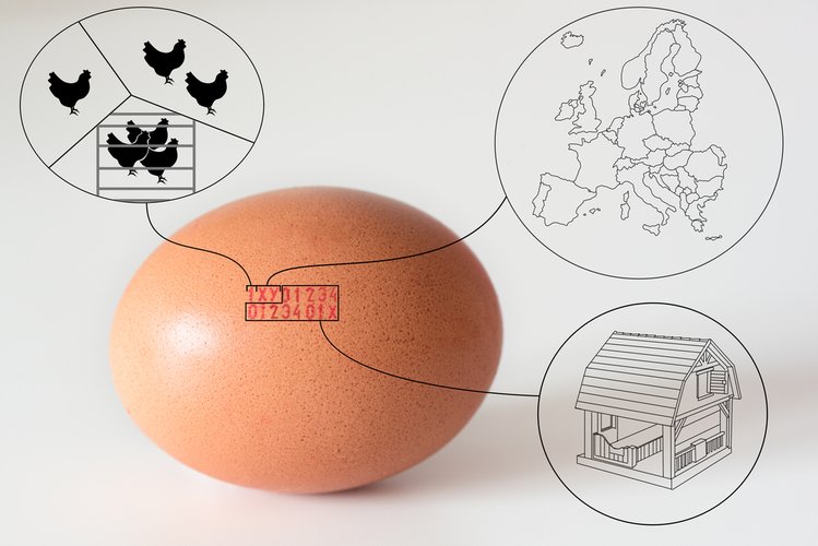 Zdjęcie Czy jaja od kur z różnych chowów naprawdę różnią się jakością? #1