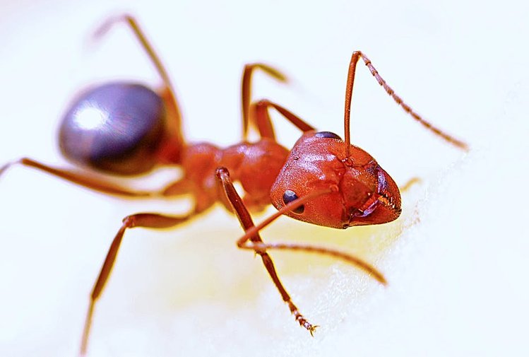 Zdjęcie 5 skutecznych sposobów na pozbycie się mrówek z domu? #1