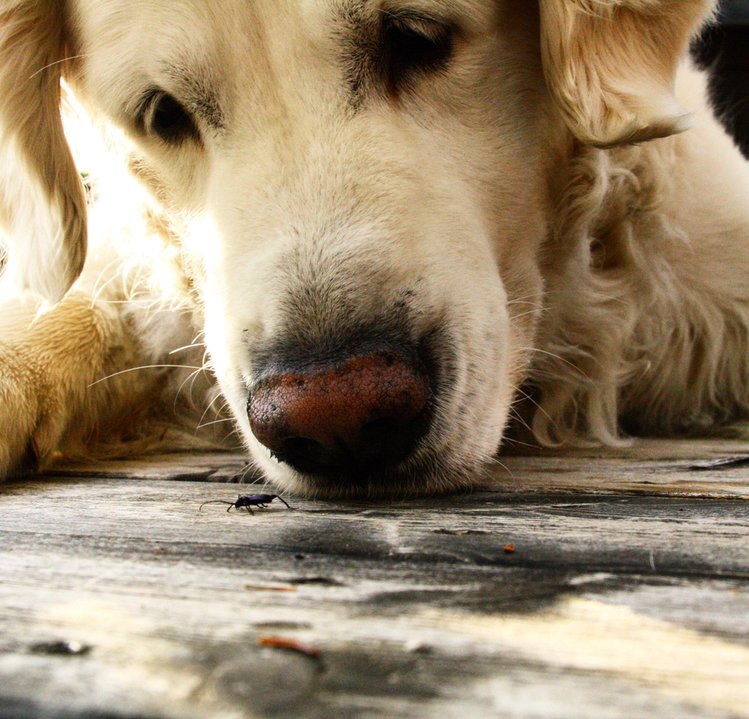 Zdjęcie Psy umierają na tajemniczą chorobę. W Norwegii giną dziesiątki czworonożnych przyjaciół #1