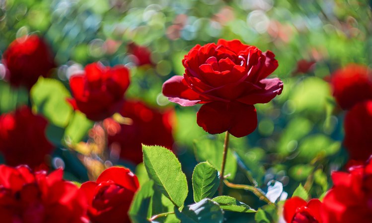 Zdjęcie Ocet różany ma niezwykłe właściwości! Zrób go sama w domu #1