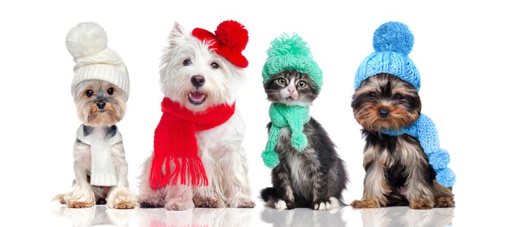 Zdjęcie Jak dbać o zwierzęta domowe i podwórkowe zimą? Poznaj najważniejsze zasady! #1
