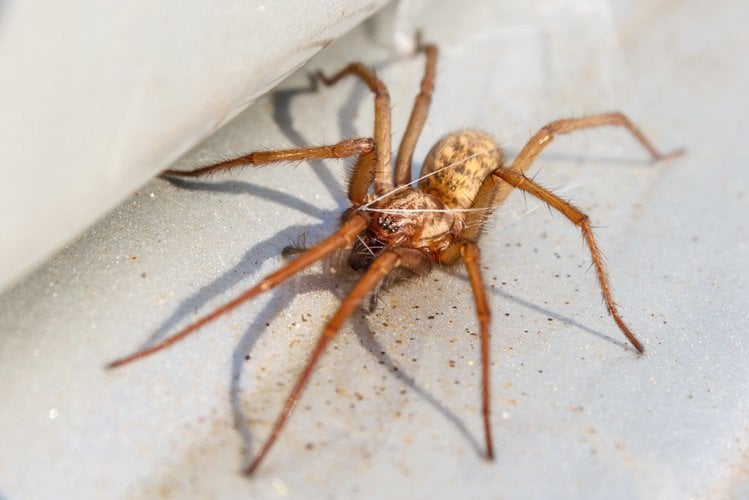 Zdjęcie Wykorzystaj kasztany i pozbądź się pająków z domu #1