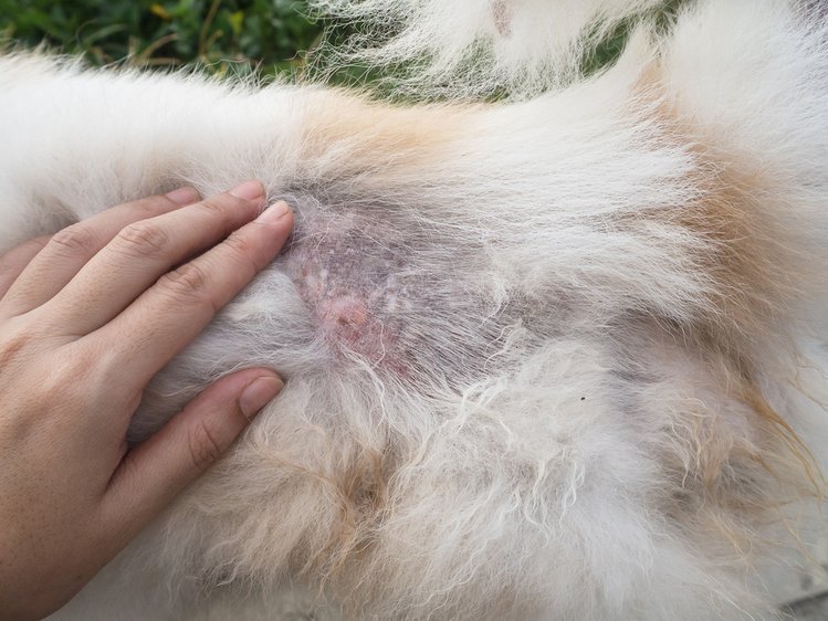 Zdjęcie Alergia i atopowe zapalenie skóry u psa. Sprawdź, czy twój pupil też to ma! #3