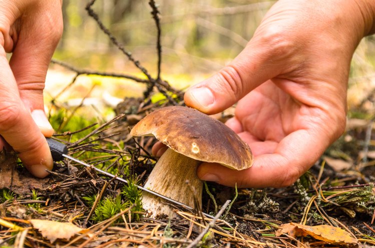 Zdjęcie Grzybobranie – to nie tylko hobby! Naukowcy wiedzą, dlaczego Polacy kochają zbierać grzyby! #1