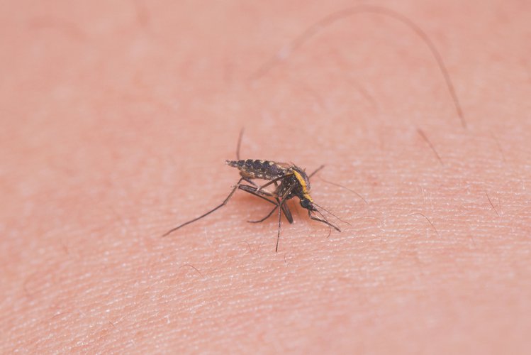 Zdjęcie Komary i kleszcze mogą przenosić koronawirusa? Inny owad jest znacznie bardziej niebezpieczny! #1