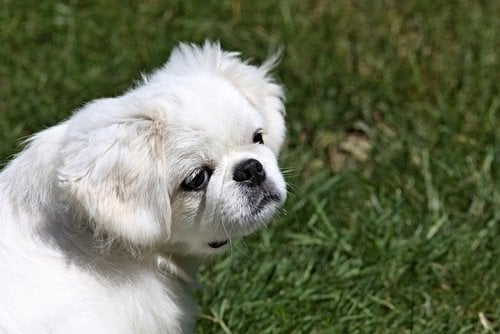 Zdjęcie Poznaj listę 8 najbardziej „nieposłusznych” ras psów #4