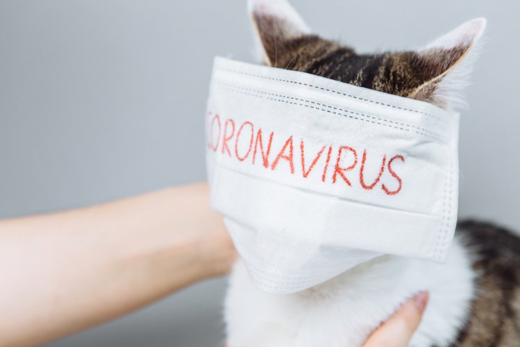 Zdjęcie Nie tylko ludzie ale i koty mogą być ofiarami koronawirusa #1