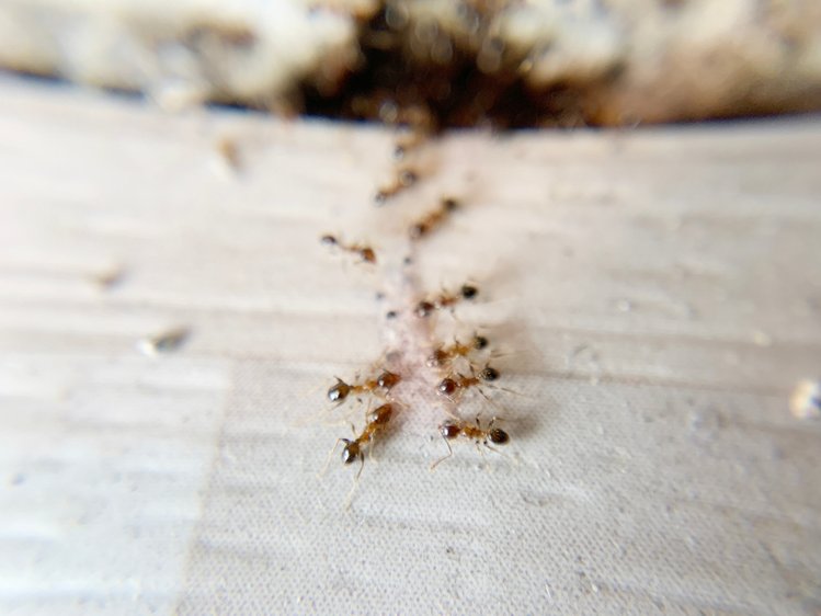 Zdjęcie Jak pozbyć się mrówek z domu? 7 domowych sposobów! #1