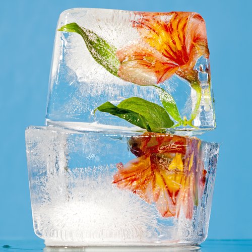Zdjęcie Jak przygotować piękne kostki lodu z jadalnymi kwiatami w środku? #4