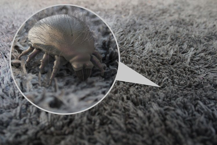 Zdjęcie 7 sprawdzonych sposobów na pozbycie się owadów z Twojego domu #5