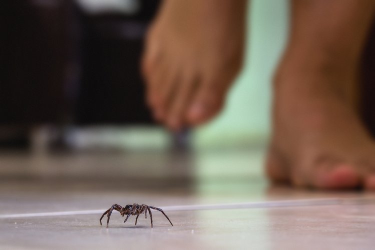 Zdjęcie Sezon na pająki rozpoczęty, czy warto się ich pozbywać? #1
