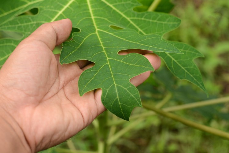 Zdjęcie 10 zdrowotnych właściwości liści papai #2