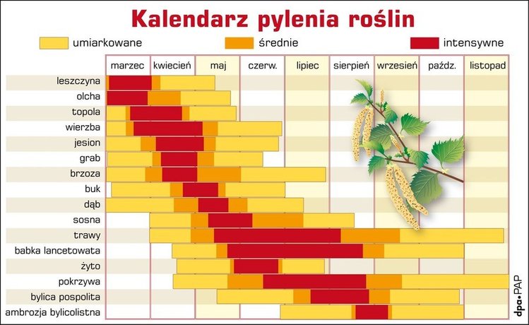 Zdjęcie Kalendarz pylenia roślin - sprawdź go koniecznie, jeśli masz alergie! #1