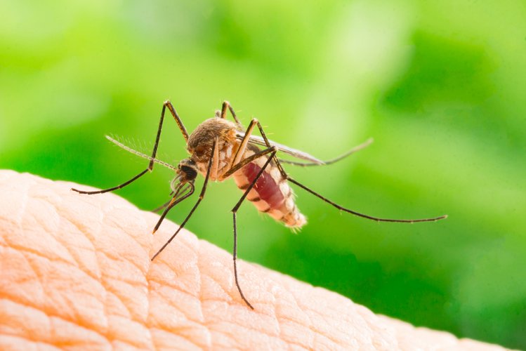 Zdjęcie Komary i kleszcze mogą przenosić koronawirusa? Inny owad jest znacznie bardziej niebezpieczny! #2