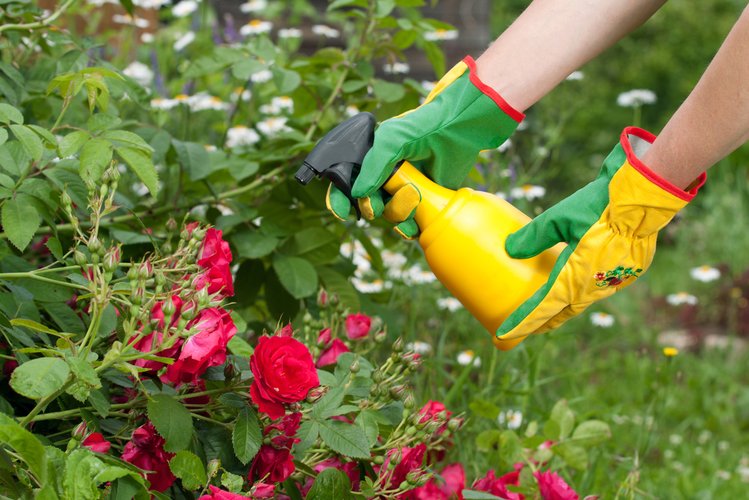 Zdjęcie Wykorzystaj TYTOŃ Z PAPIEROSÓW i uratuj rośliny w swoim ogrodzie! #3