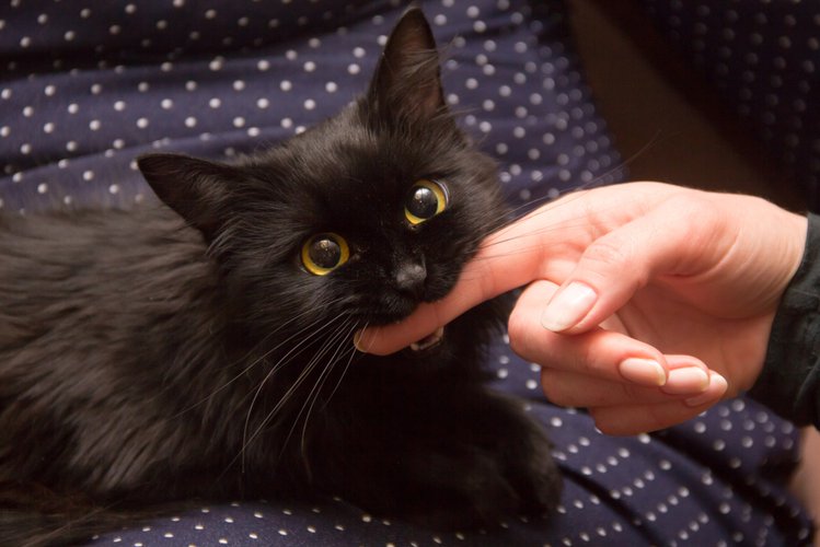 Zdjęcie Dlaczego kot Cię gryzie podczas głaskania? #1