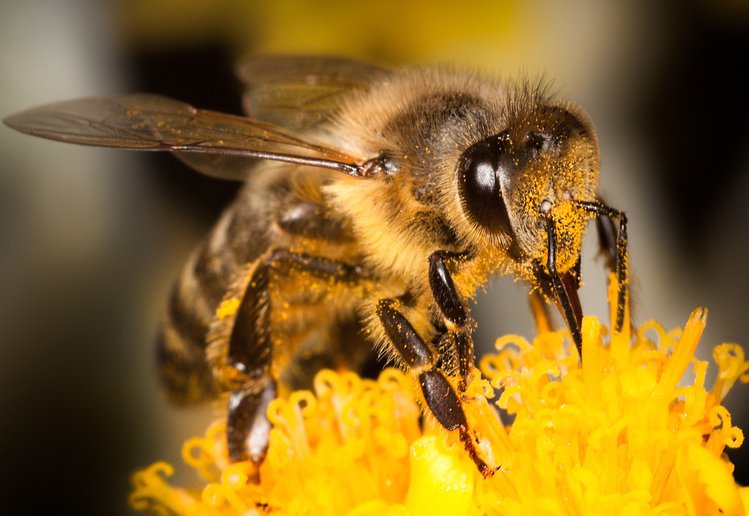Zdjęcie Afrykańskie pszczoły zabójcy- bardzo agresywne i wyjątkowo groźne #1