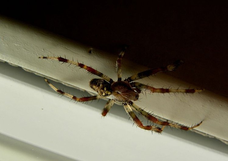 Zdjęcie Jadowite pająki – rodzaje i miejsca występowania w Polsce! #4