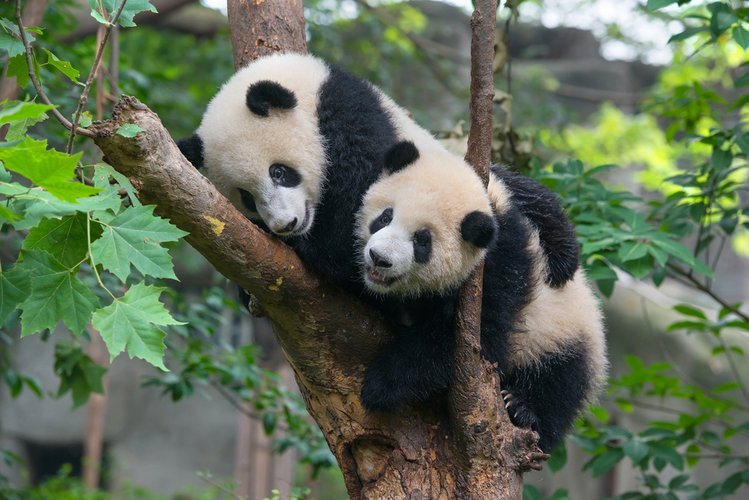 Zdjęcie Pandemia koronawirusa zbliżyła do siebie pandy, pierwszy raz od 10 lat #2