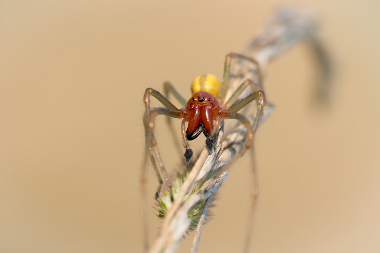 Zdjęcie Jadowity i groźny pająk w Polsce! Jak go rozpoznać i co zrobić, gdy ukąsi? #2